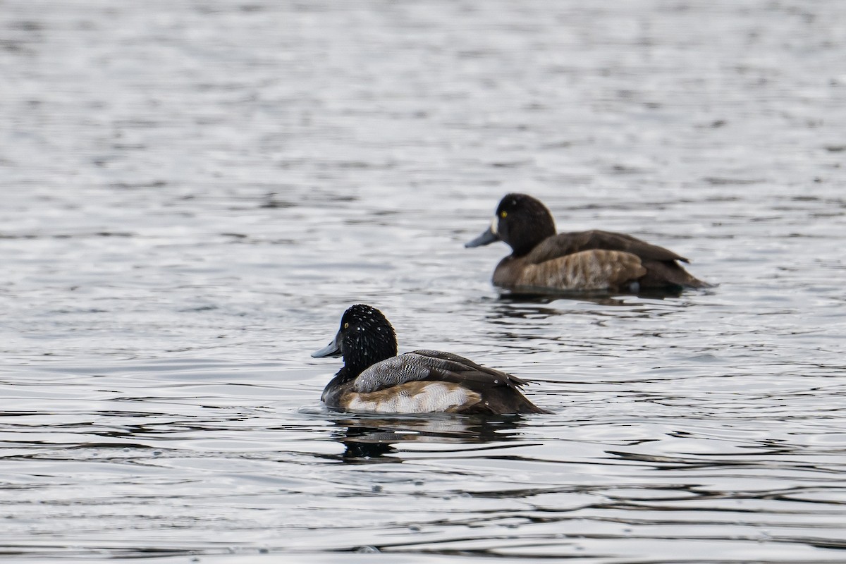 Greater Scaup - ML522621751