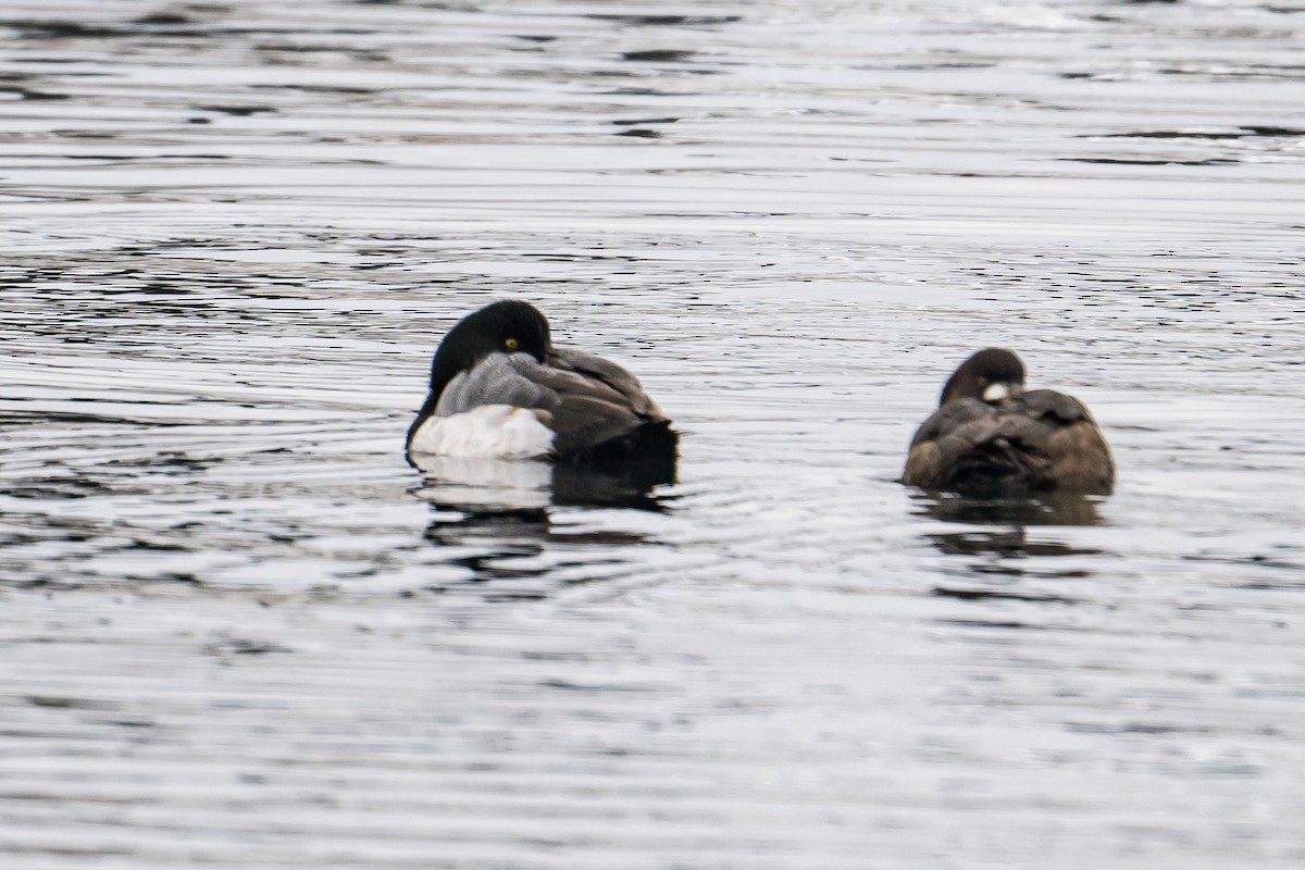 Greater Scaup - ML522621761