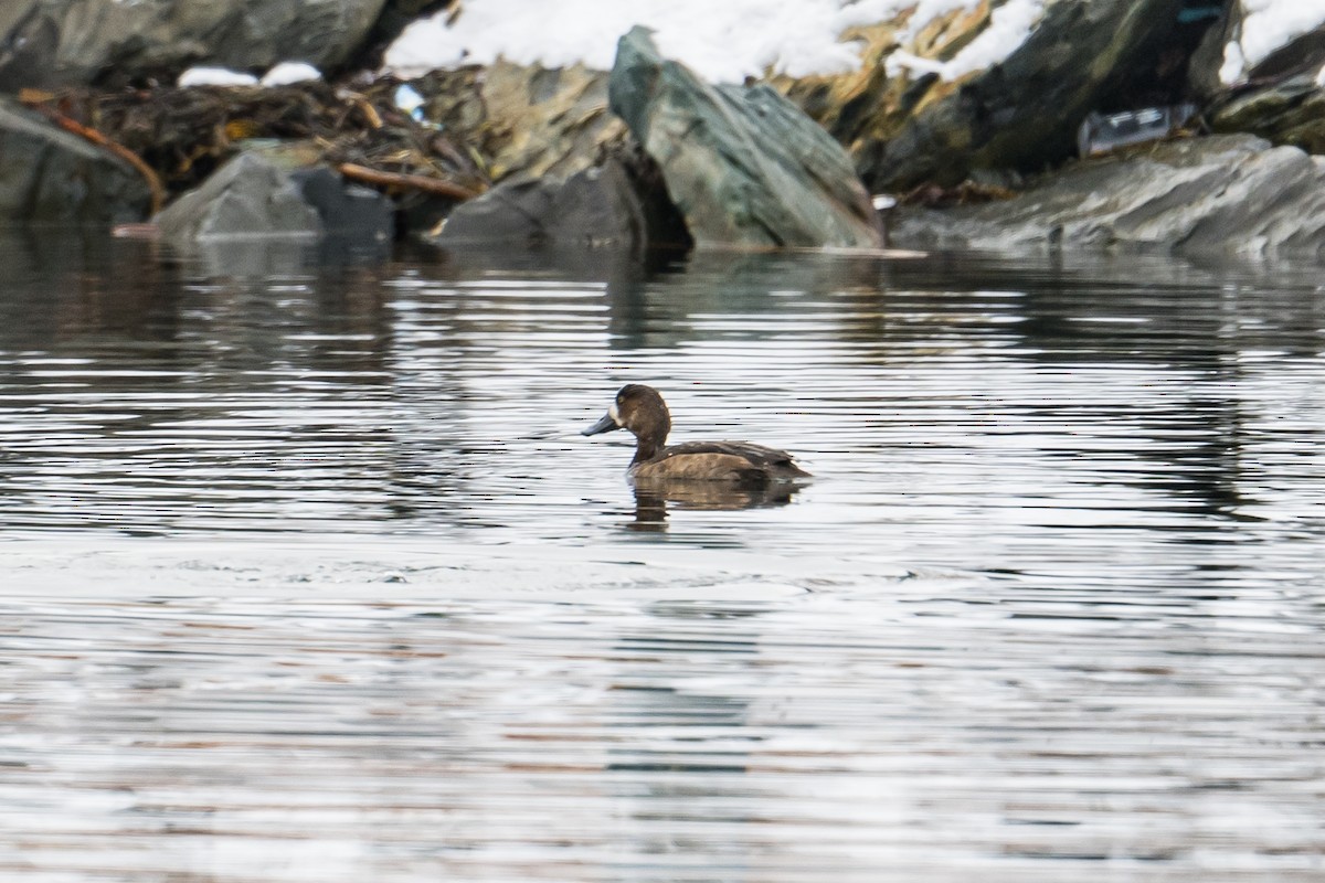 Greater Scaup - ML522621771