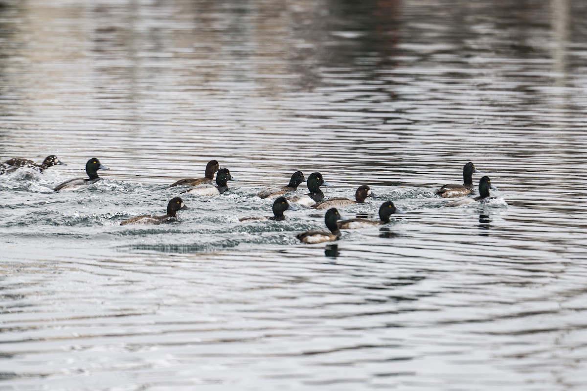 Greater Scaup - ML522621781
