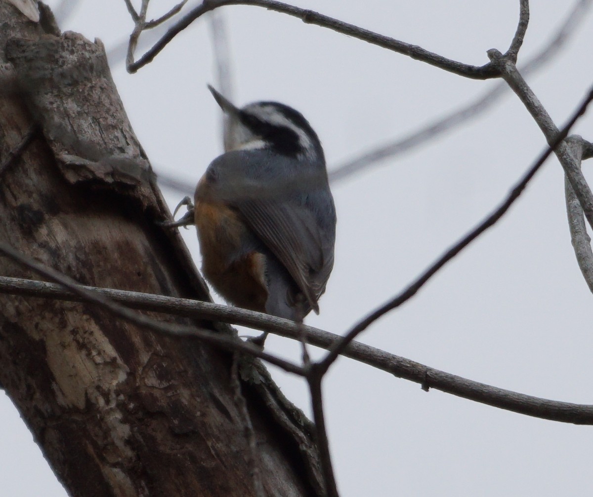 Red-breasted Nuthatch - ML522624301