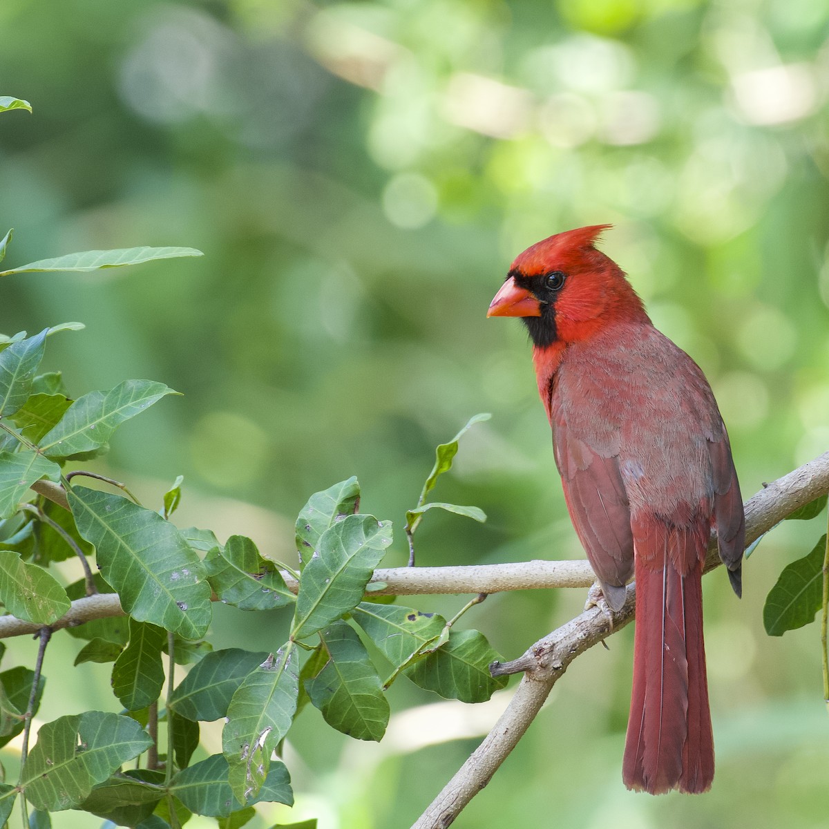 Красный кардинал [группа cardinalis] - ML522624901