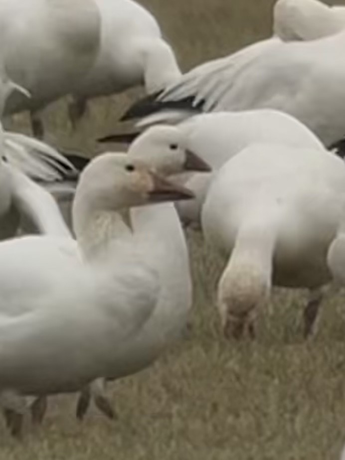 eBird Checklist 10 Jan 2023 Reed Sod Farm / Old York Road (Mercer