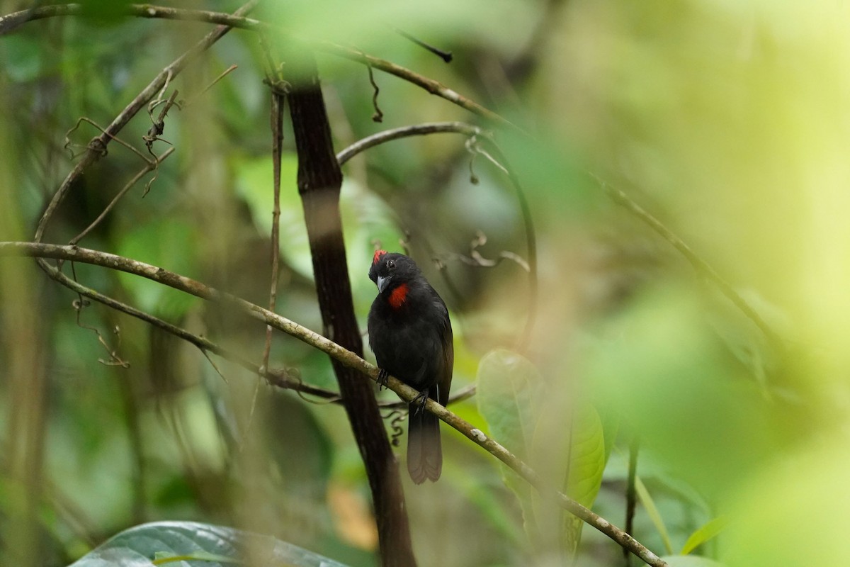 Sooty Ant-Tanager - Arturo Parra