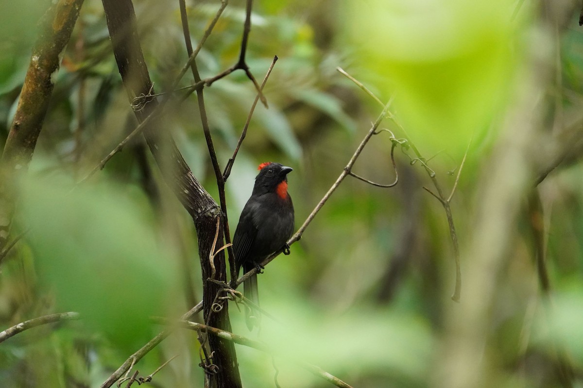 Sooty Ant-Tanager - Arturo Parra