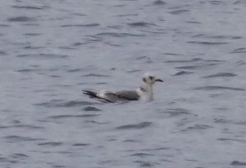 Mouette tridactyle - ML522635961