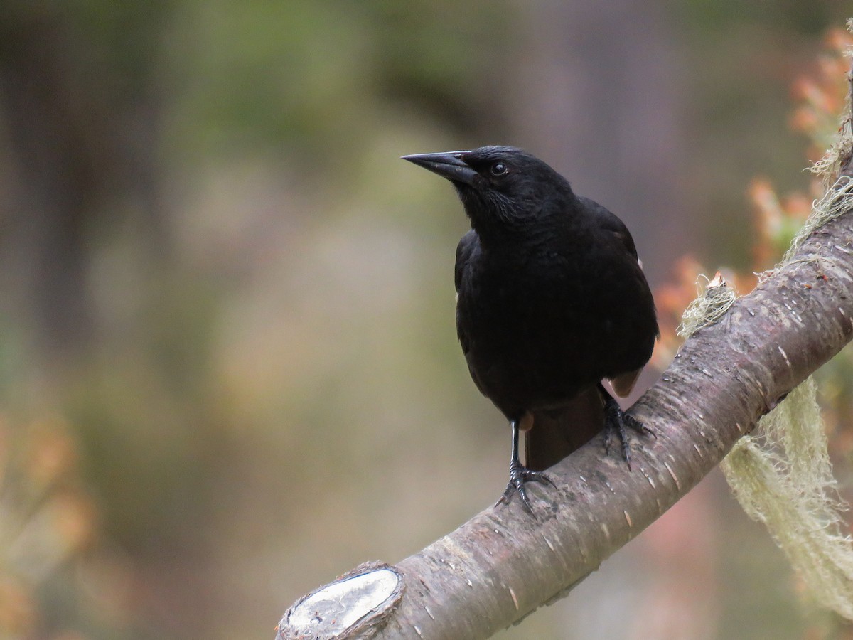 Austral Blackbird - ML522636931