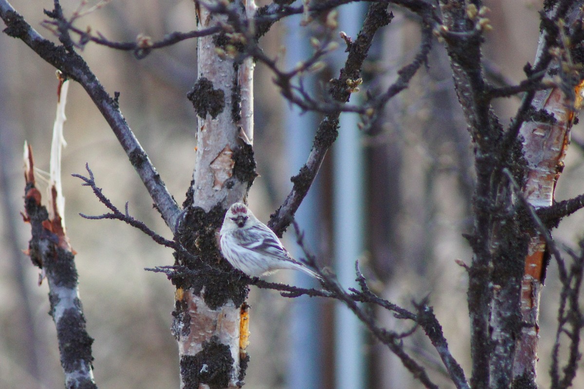 Hoary Redpoll - Anonymous
