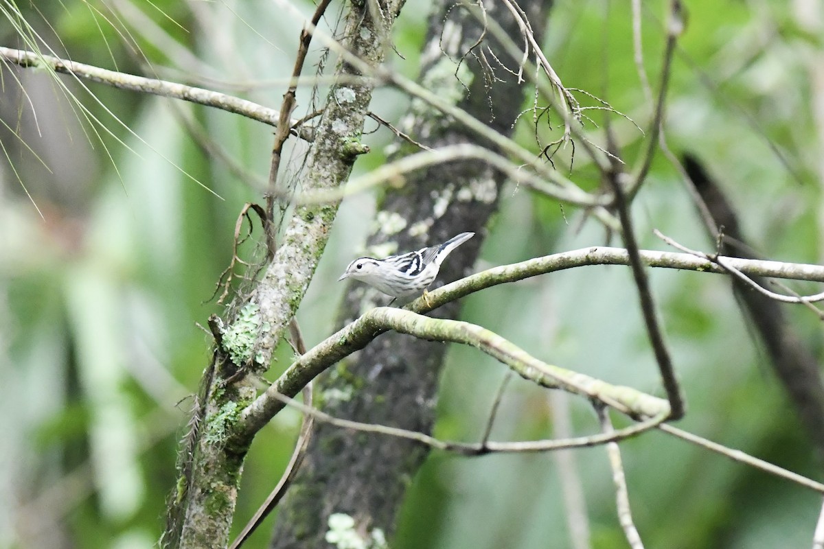Black-and-white Warbler - ML522640281