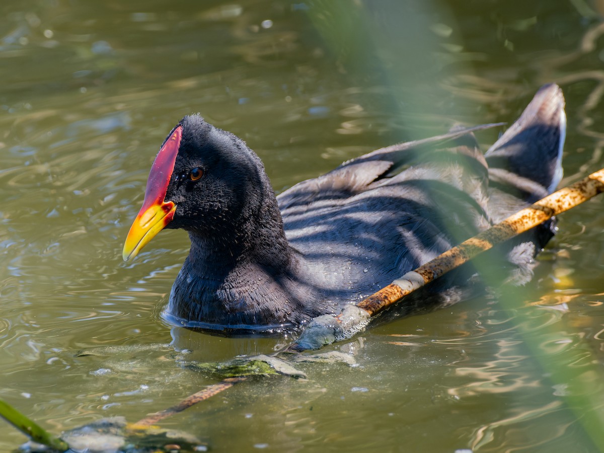 Red-fronted Coot - ML522642551