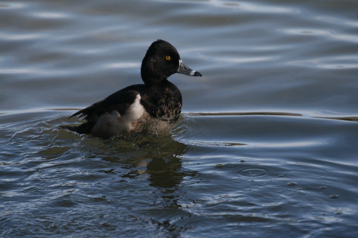 Ring-necked Duck - ML522653591