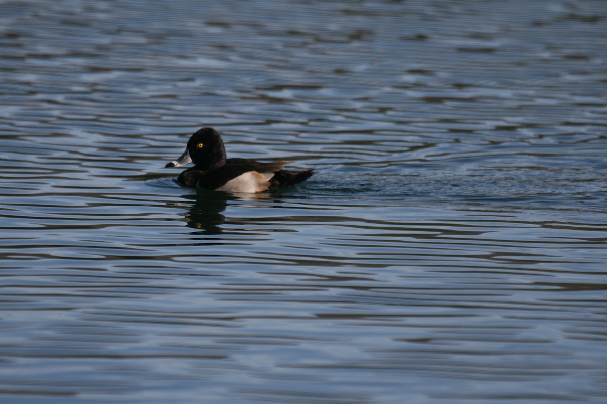 Ring-necked Duck - ML522653601