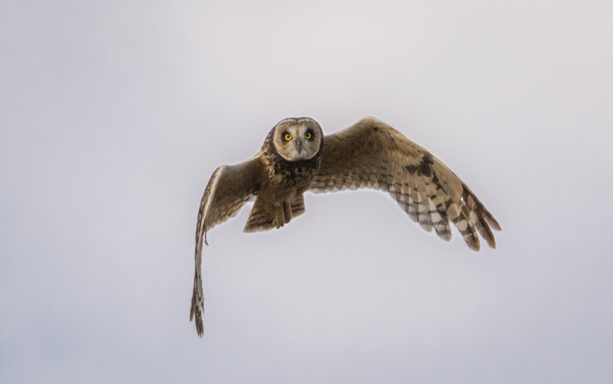 Short-eared Owl - ML522662971