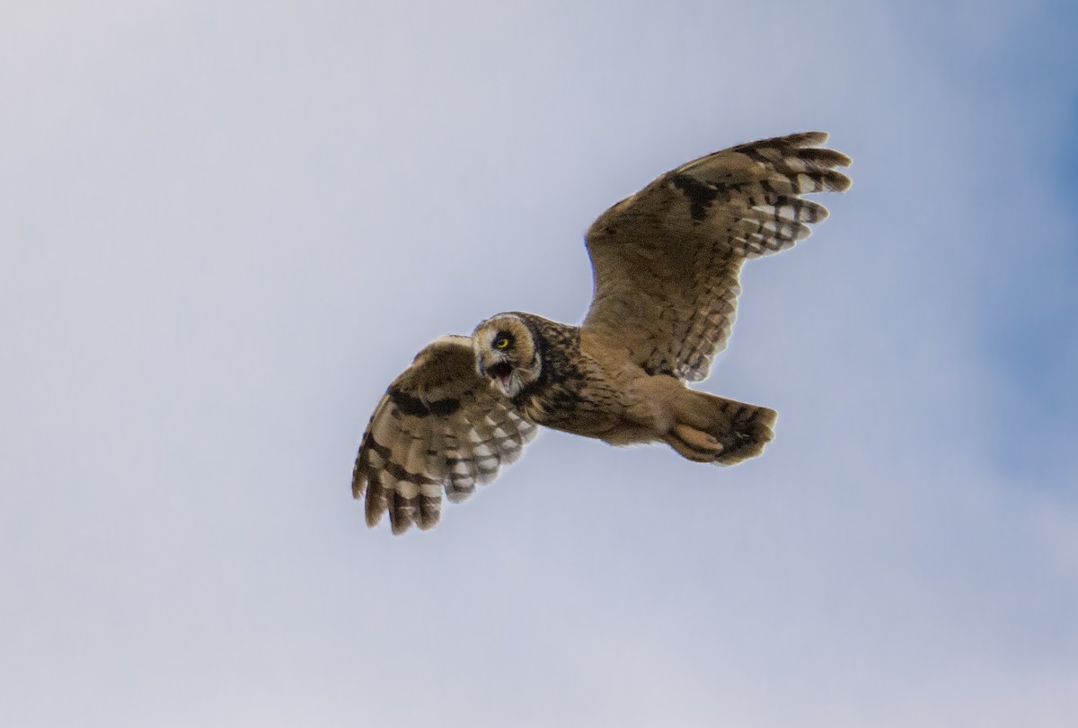 Short-eared Owl - ML522662981