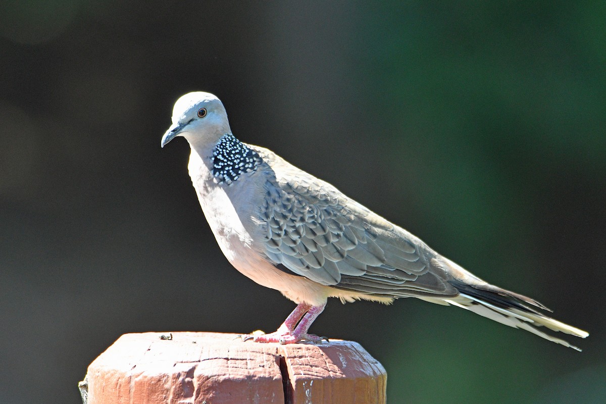 Spotted Dove - ML522664241