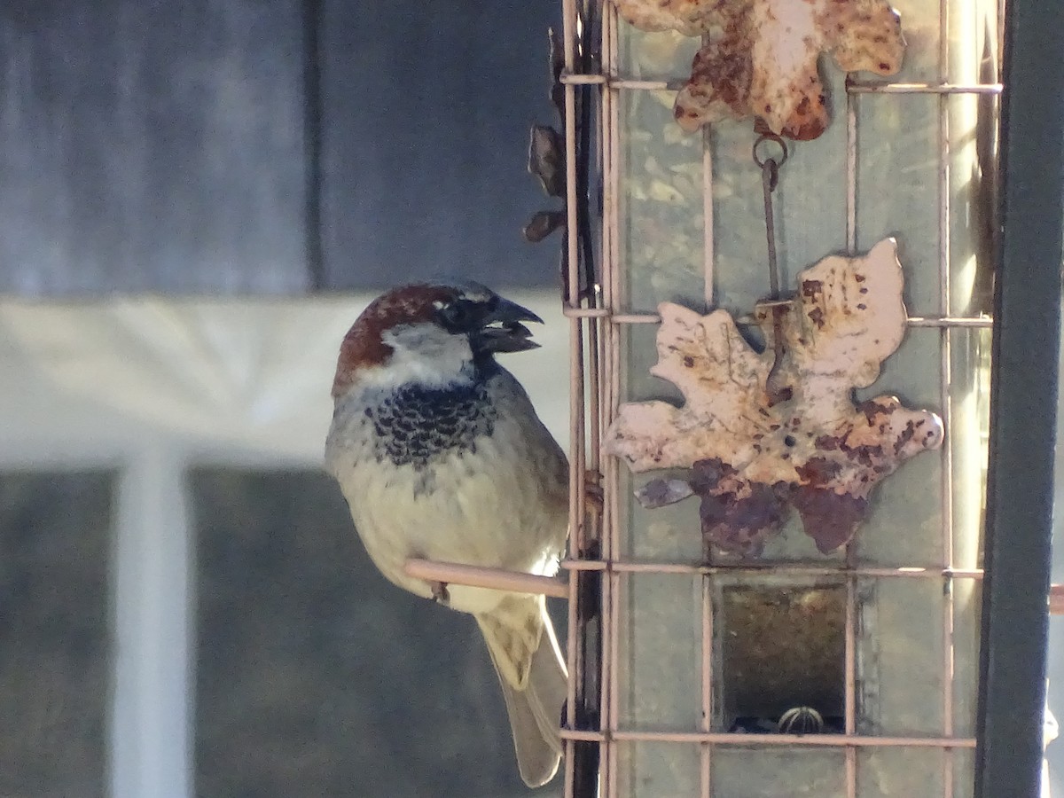 House Sparrow - ML52266511