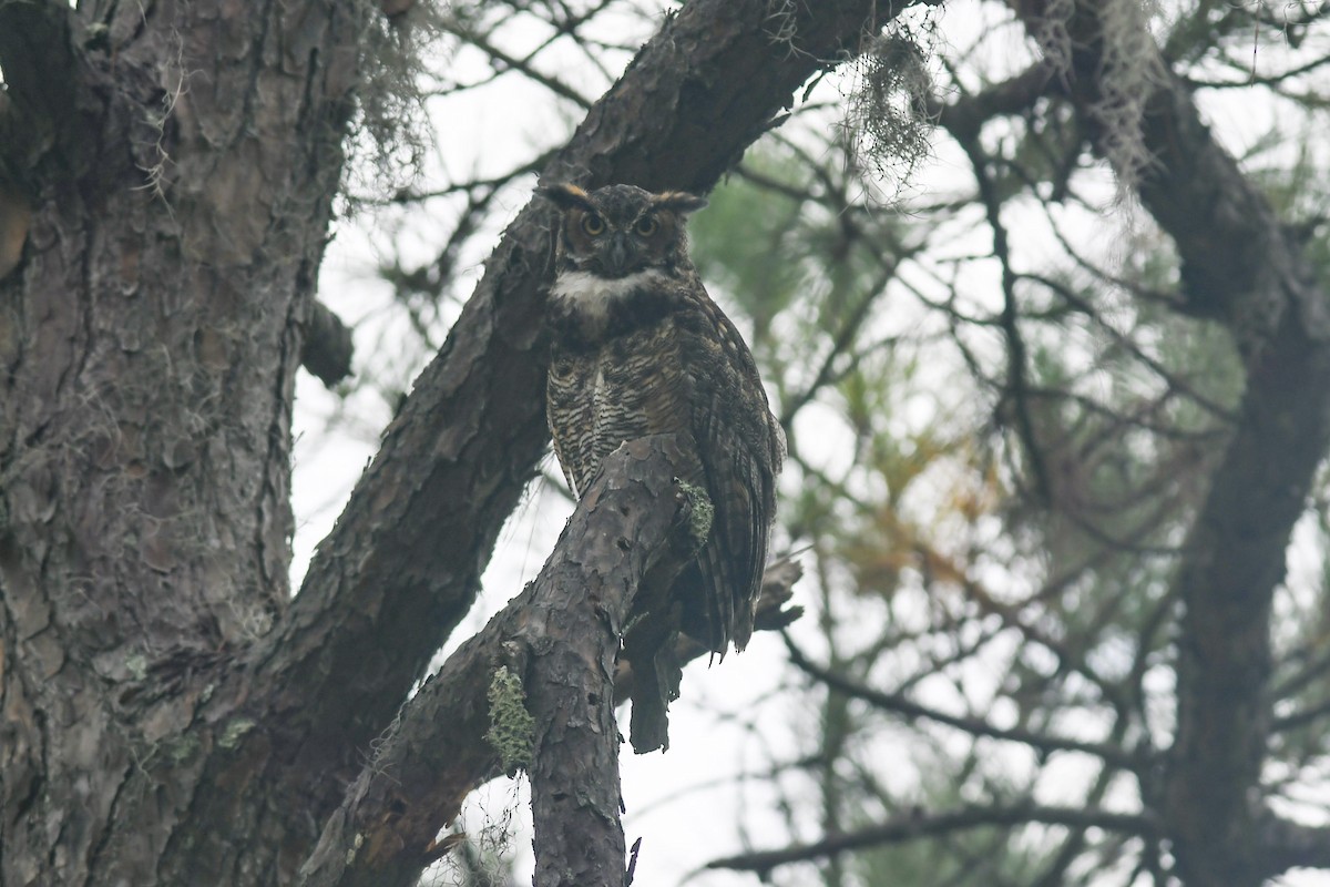 Great Horned Owl - ML522672681