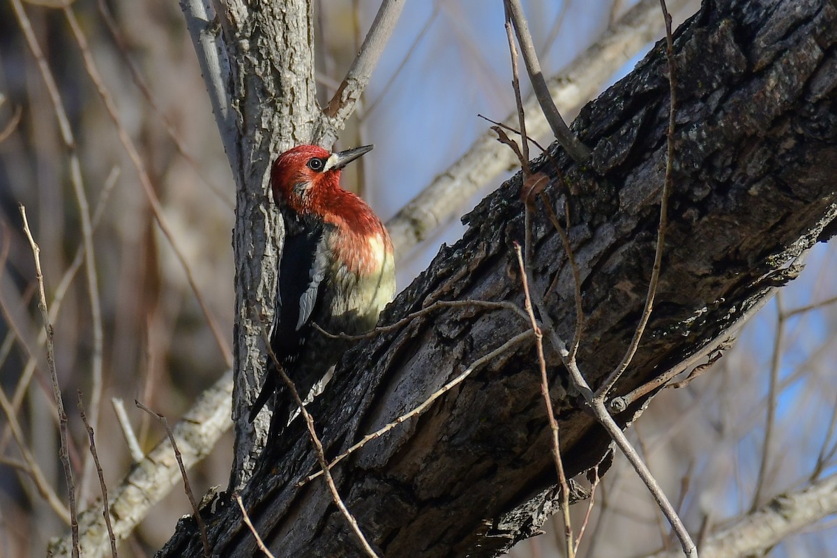 Red-breasted Sapsucker - ML522673551