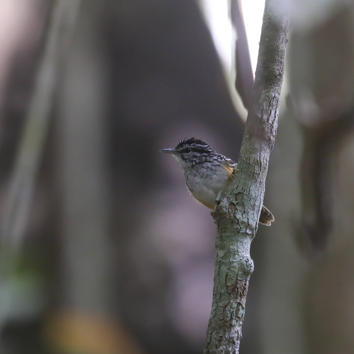 Rondonia Warbling-Antbird - ML522674601