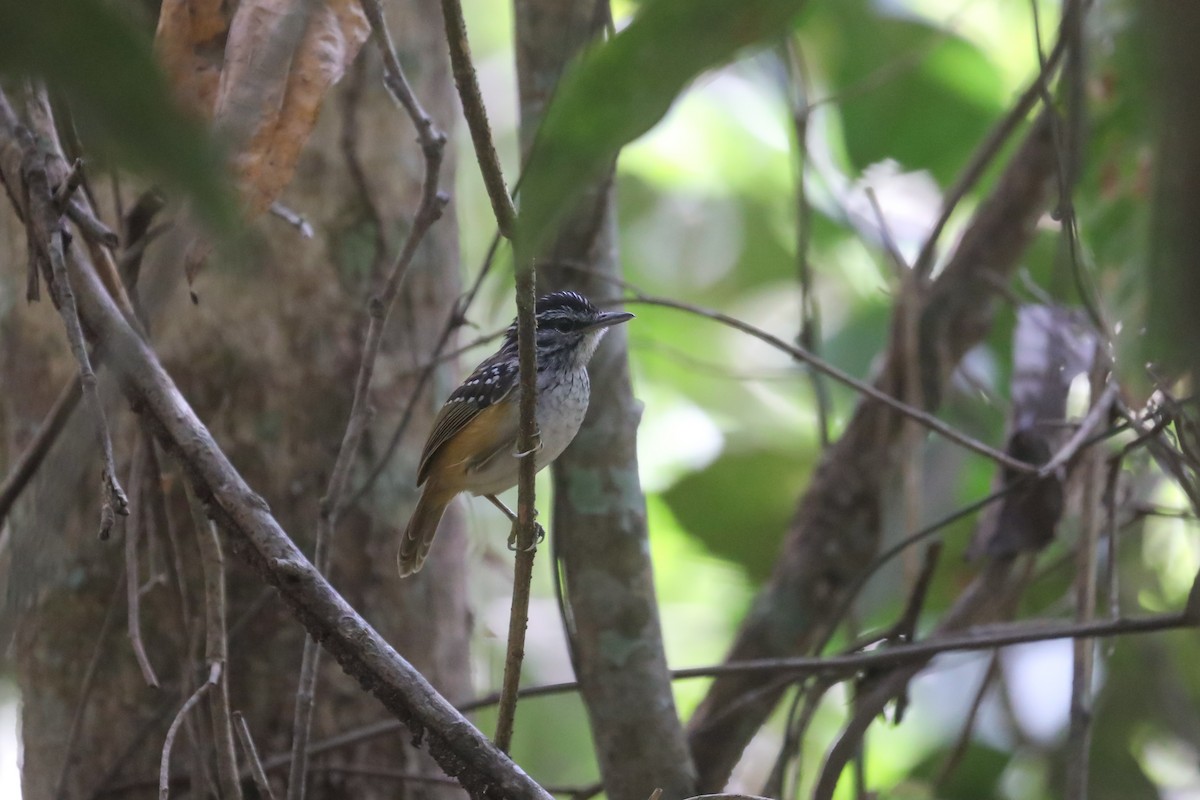 Rondonia Warbling-Antbird - ML522674611