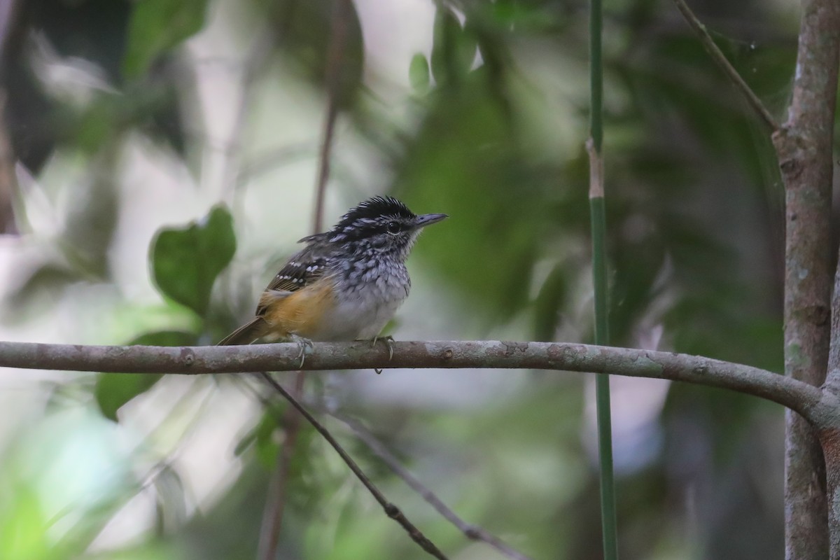 Rondonia Warbling-Antbird - ML522674641