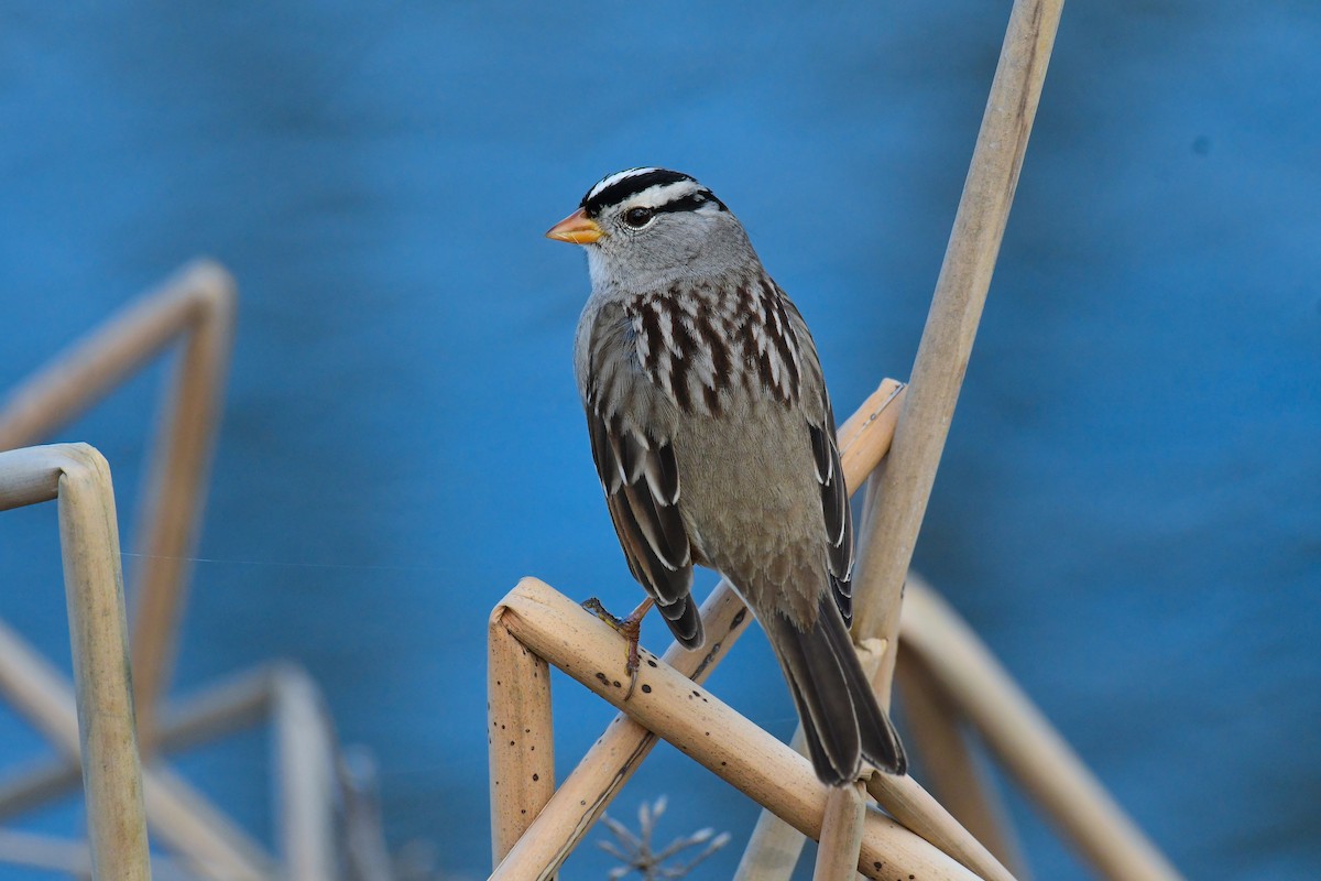 White-crowned Sparrow - ML522674651