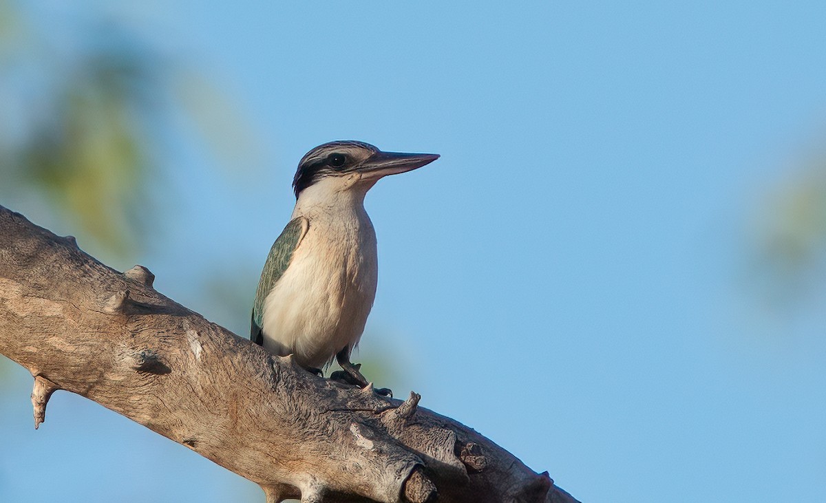 Red-backed Kingfisher - ML522676221