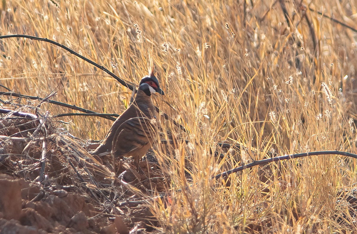 Spinifex Pigeon (Rufous-bellied) - ML522676341