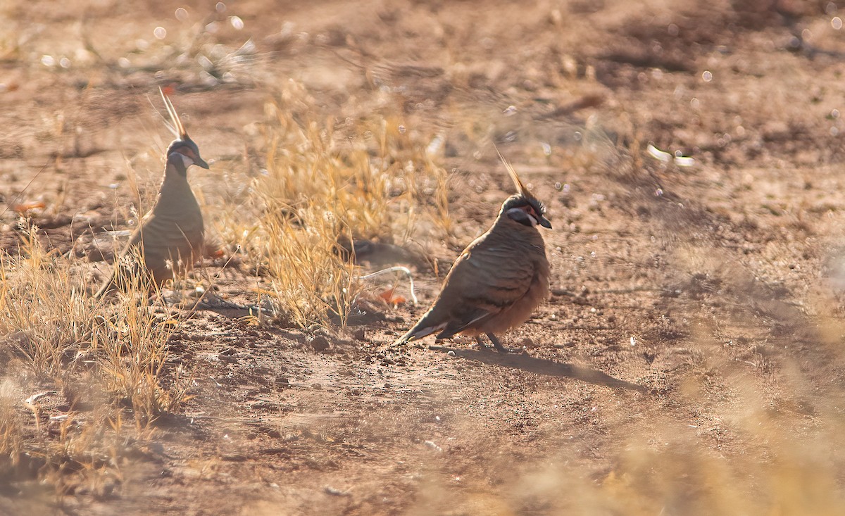 Spinifex Pigeon (Rufous-bellied) - ML522676421