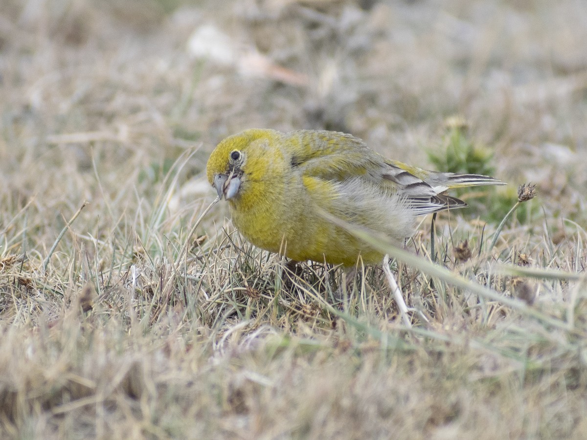 Patagonian Yellow-Finch - ML522676691