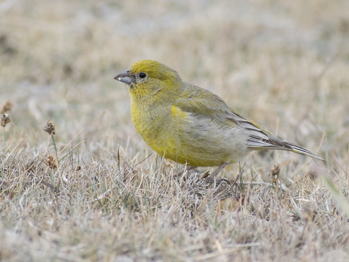 Patagonian Yellow-Finch - ML522676701
