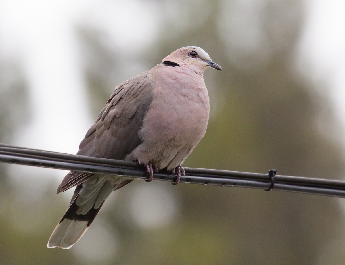Red-eyed Dove - ML52267871