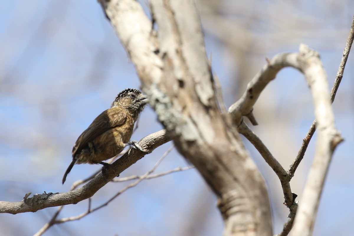 Spotted Piculet - ML522693021