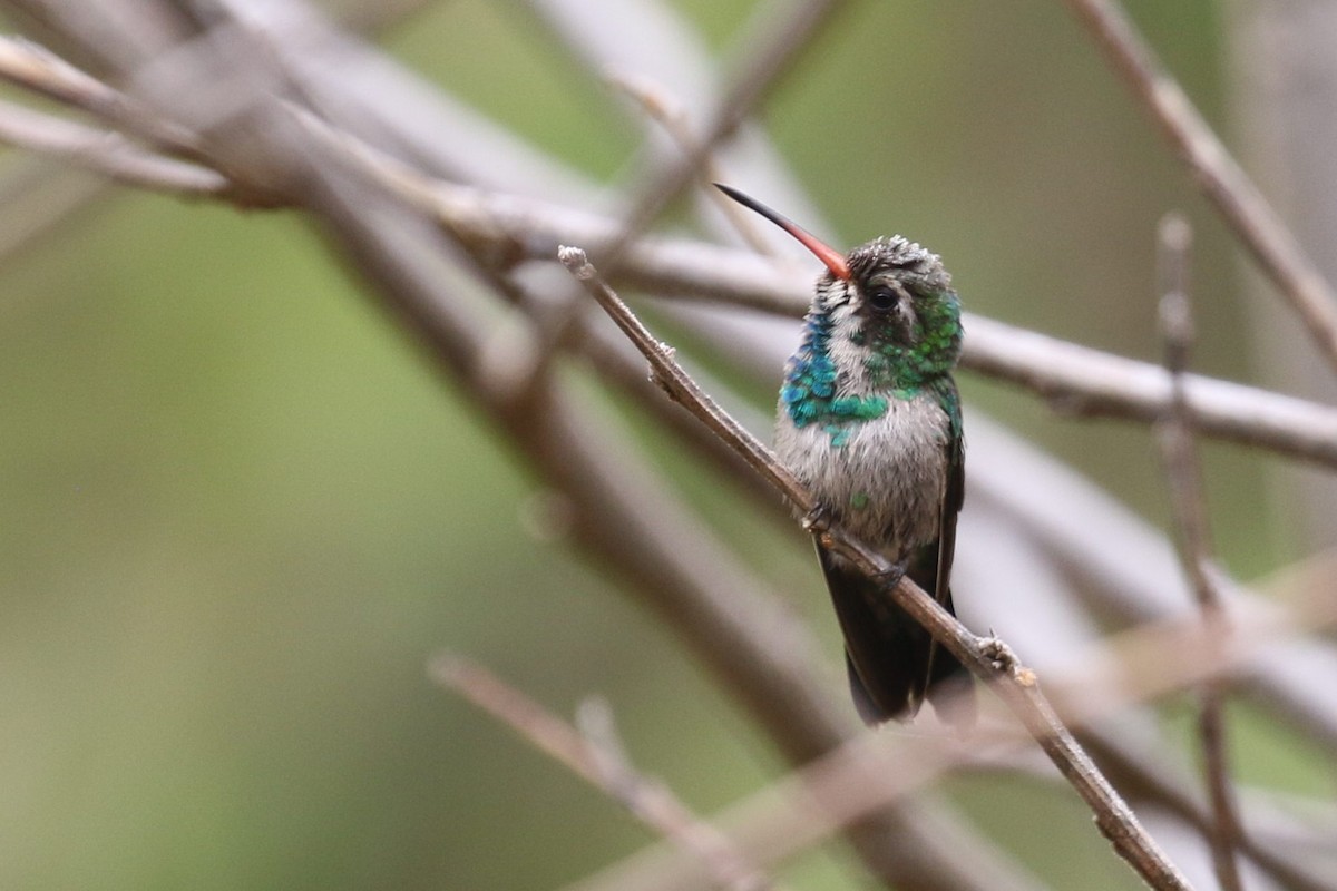 kolibřík lesklobřichý - ML522694521