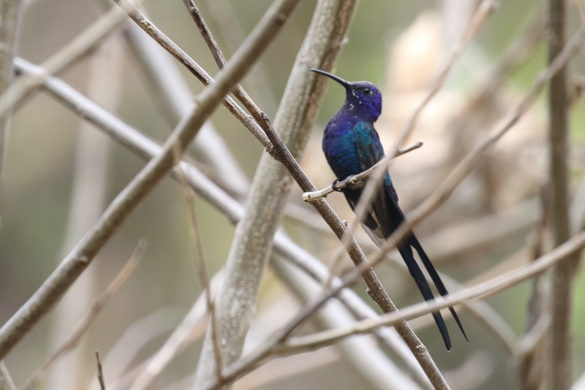 Swallow-tailed Hummingbird - ML522694911