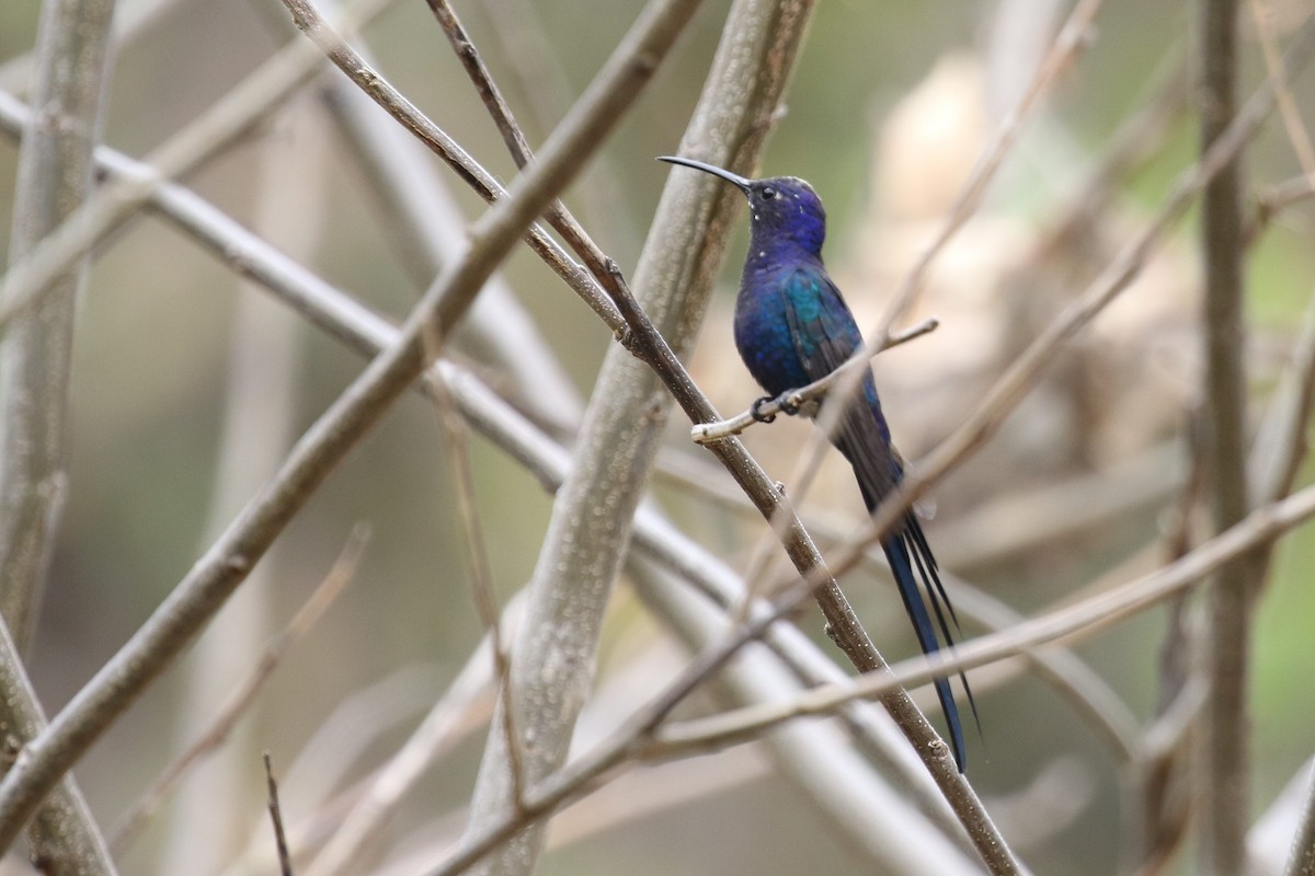 Swallow-tailed Hummingbird - ML522694921