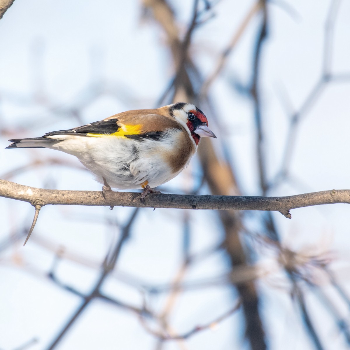 eBird Checklist 10 Jan 2023 RN du BoiséPapineau 13 species