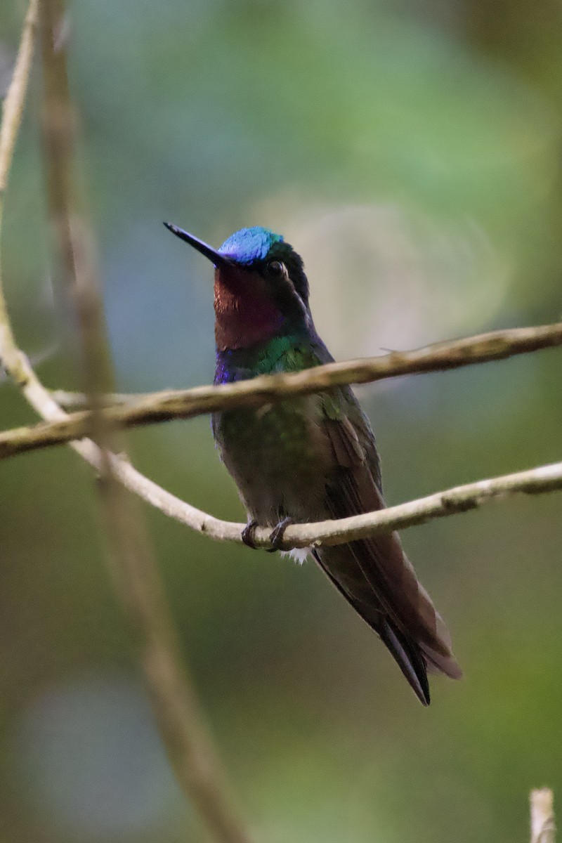 kolibřík fialovohrdlý - ML522696971