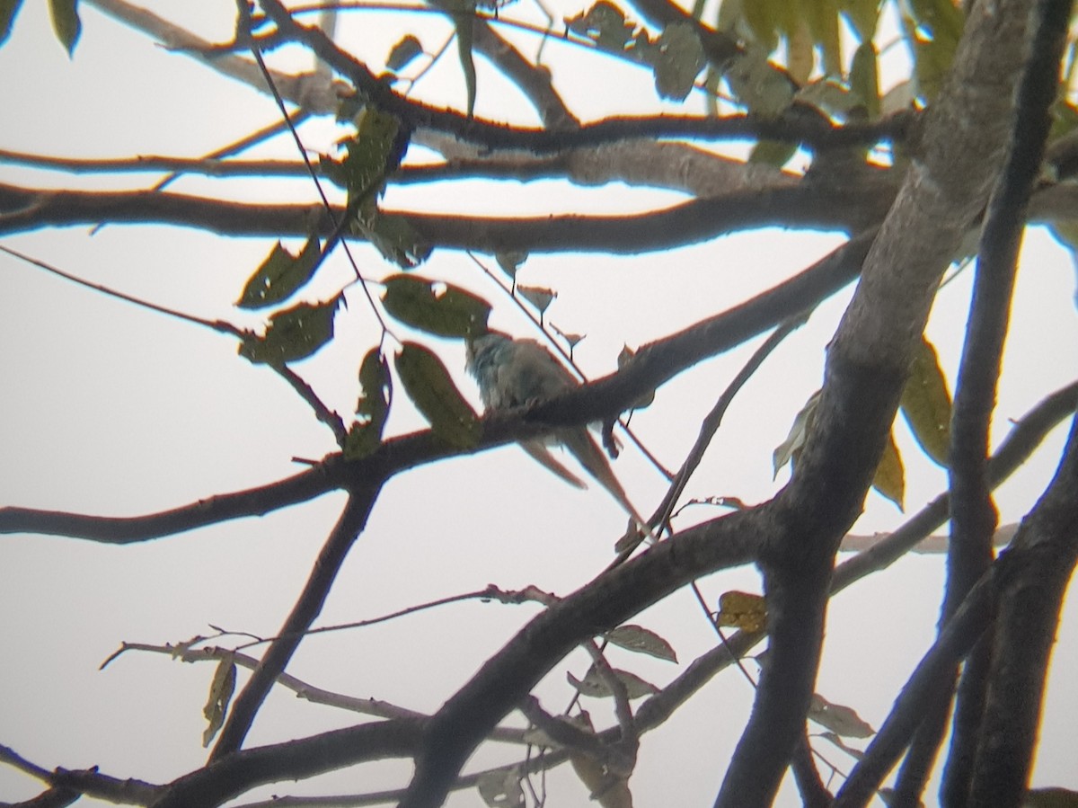 虎皮鸚鵡(馴化) - ML522697011