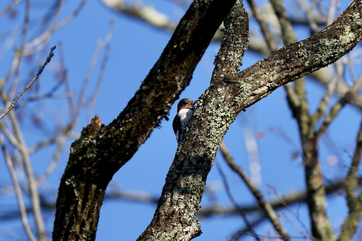 Red-headed Woodpecker - ML522698001