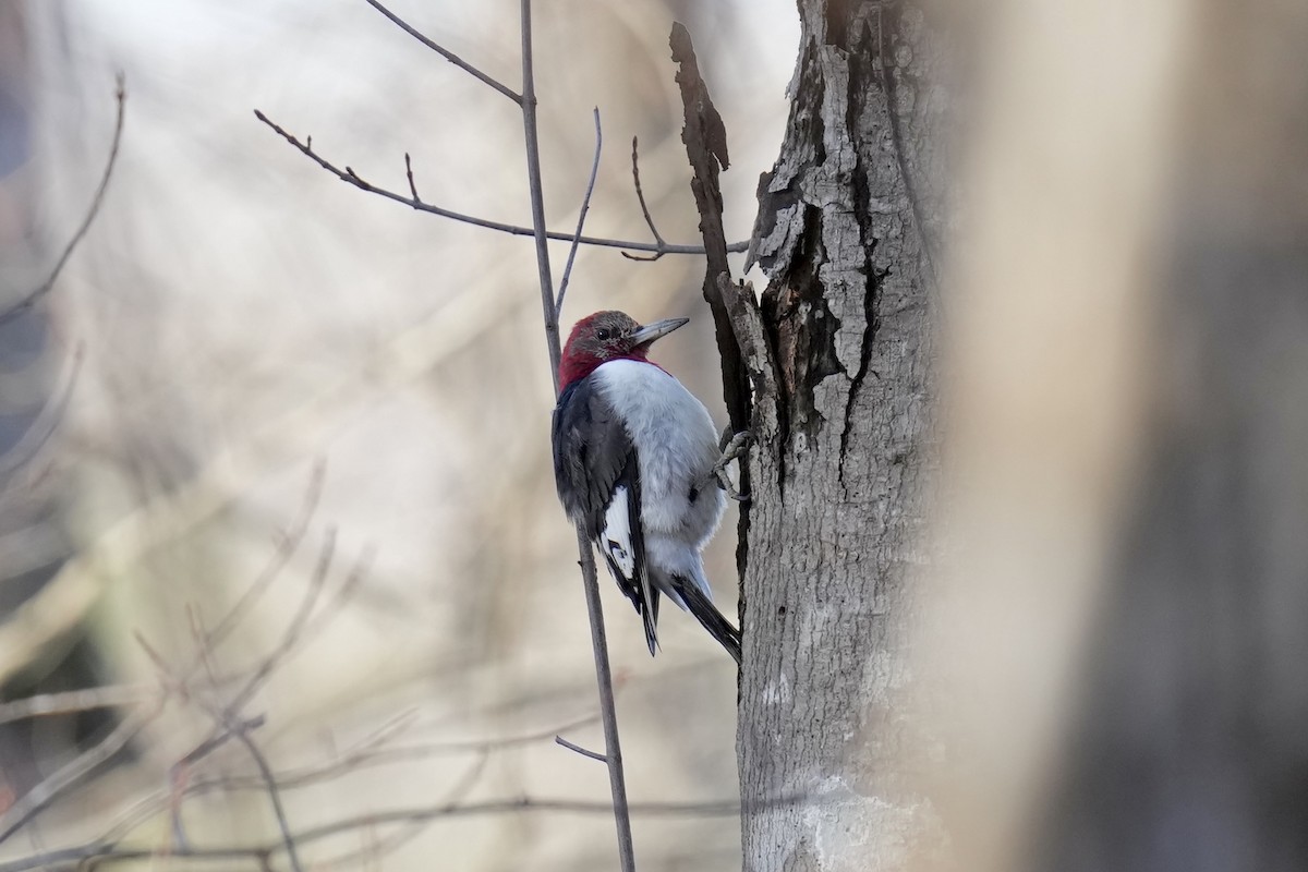 Red-headed Woodpecker - ML522698251