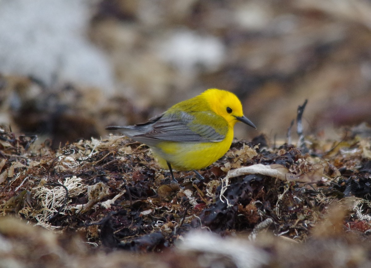 Prothonotary Warbler - ML522698371