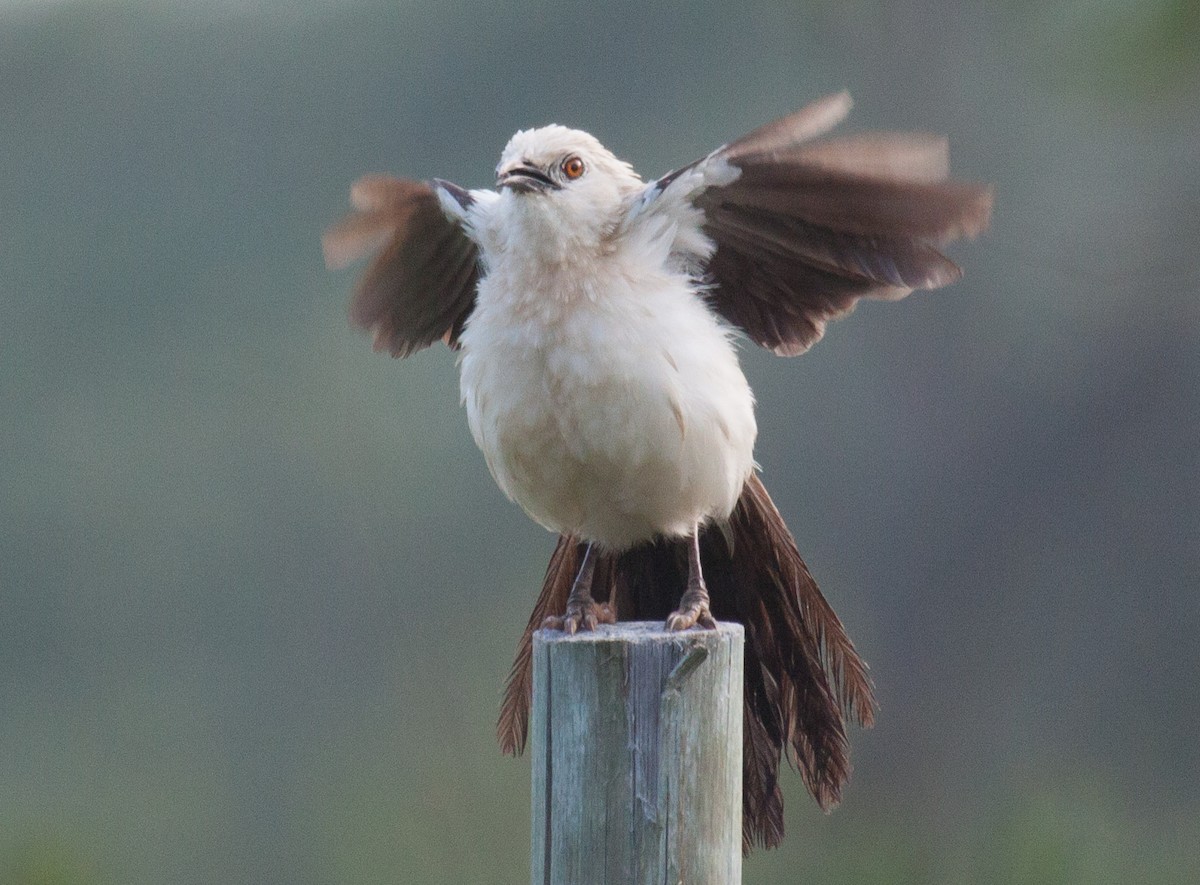 Southern Pied-Babbler - ML52270271