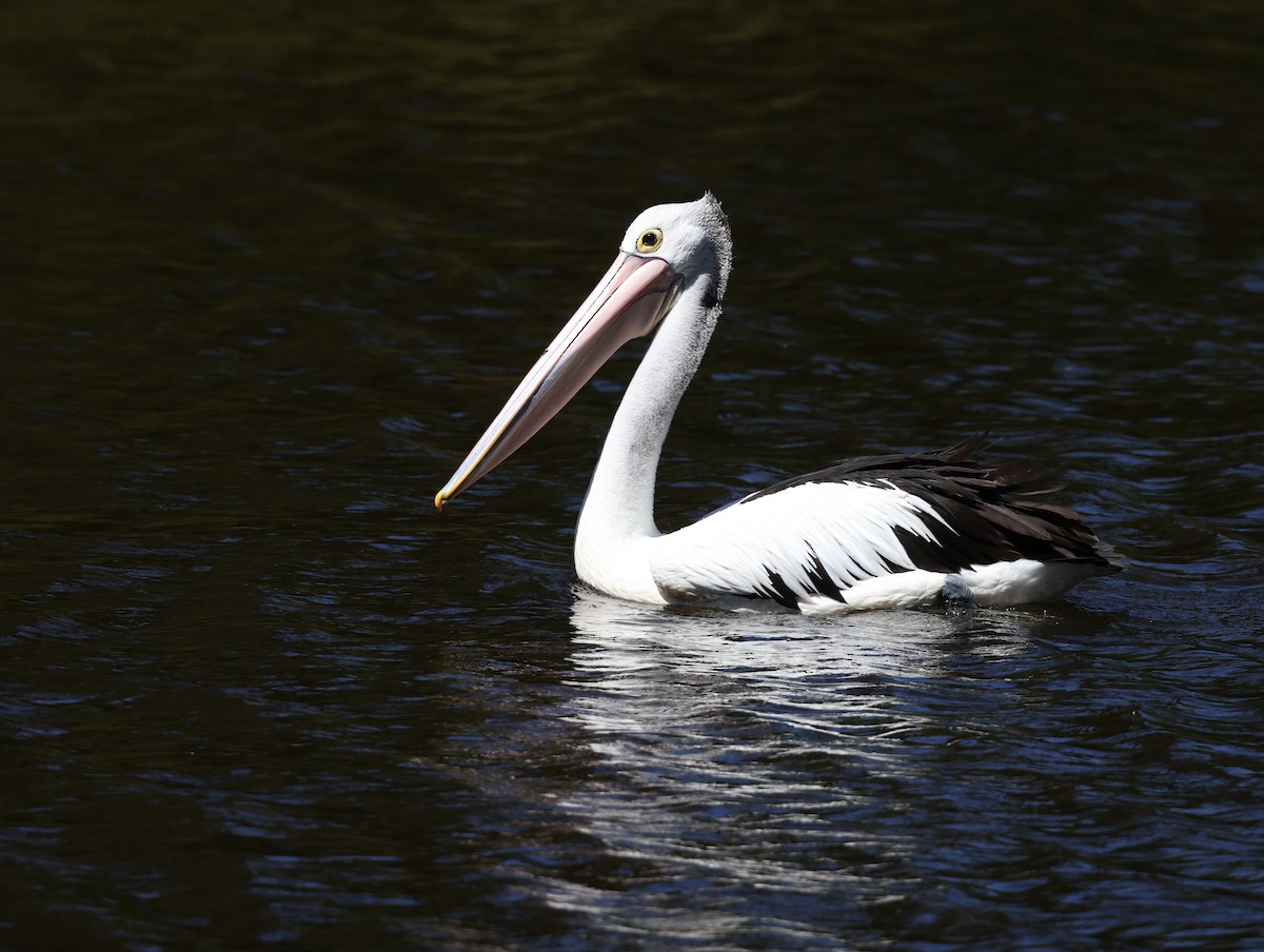 pelikán australský - ML522707711