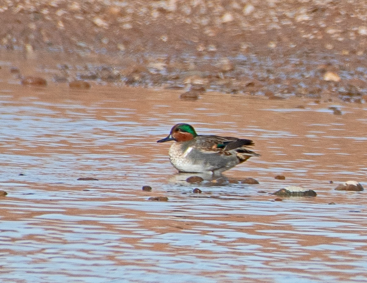 Green-winged Teal - ML522708561