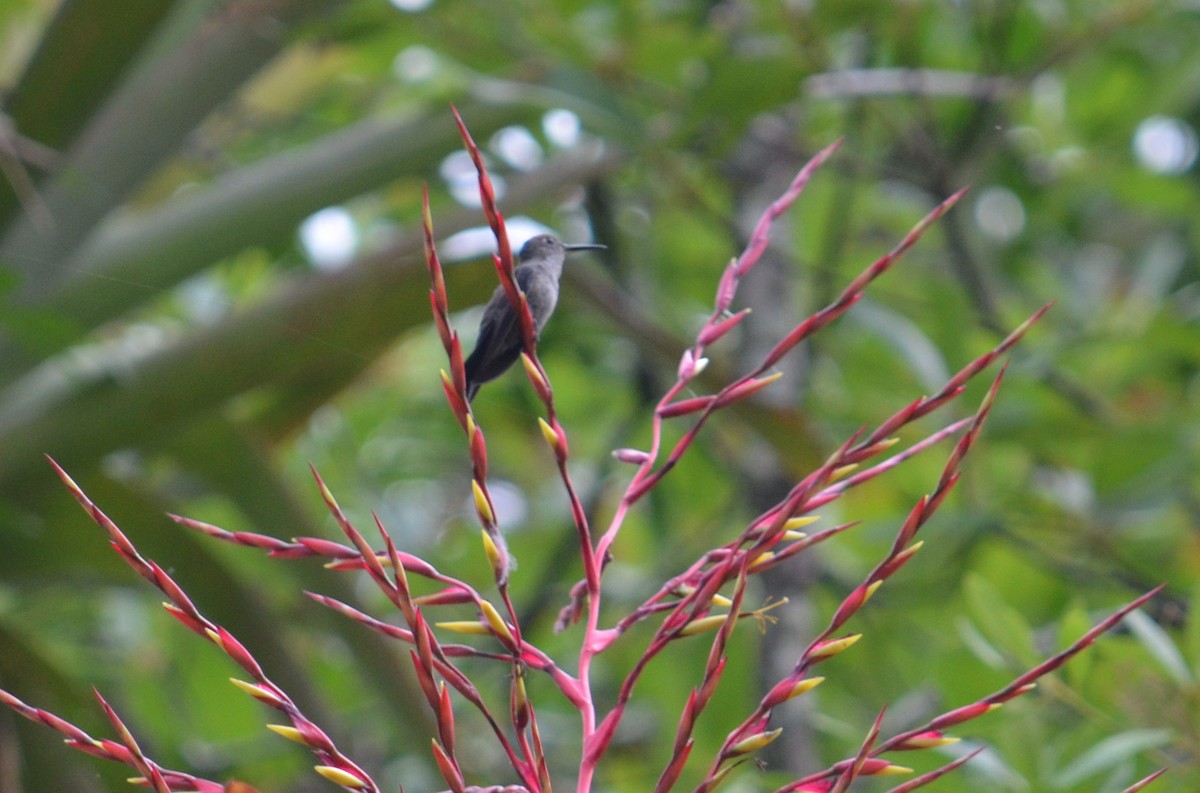 Sombre Hummingbird - Ben Phalan