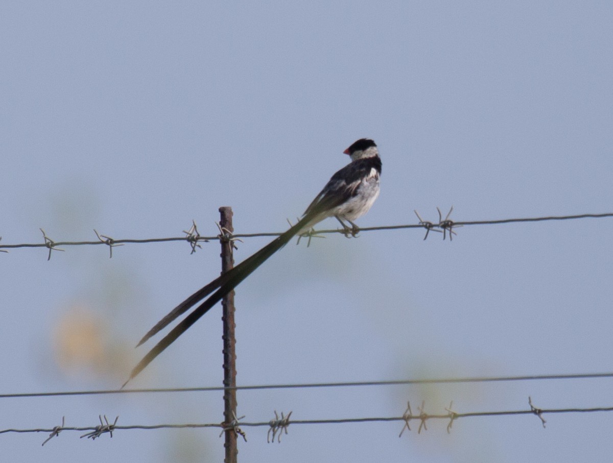 Pin-tailed Whydah - ML52271371