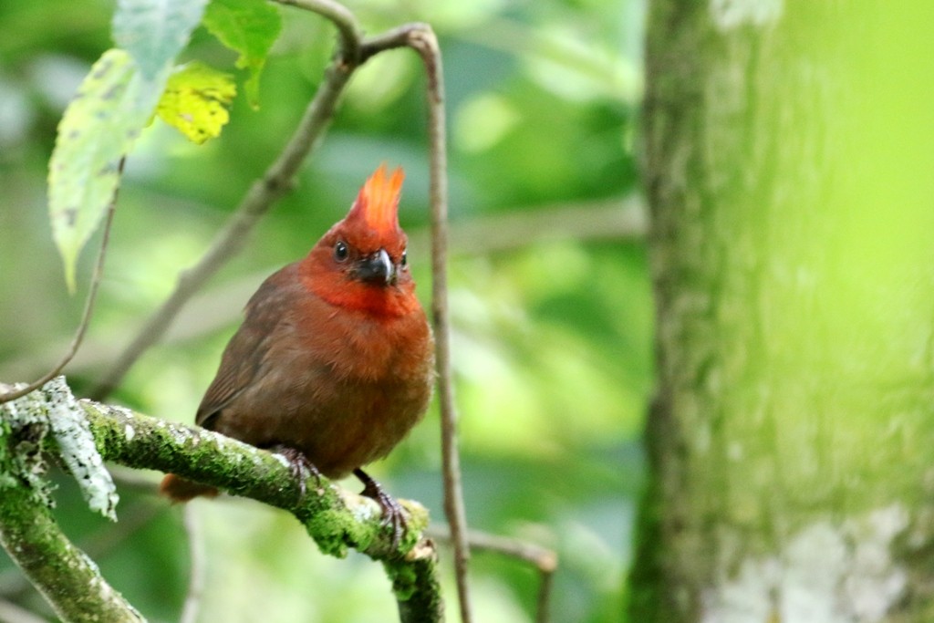 Crested Ant-Tanager - Maurice Raymond