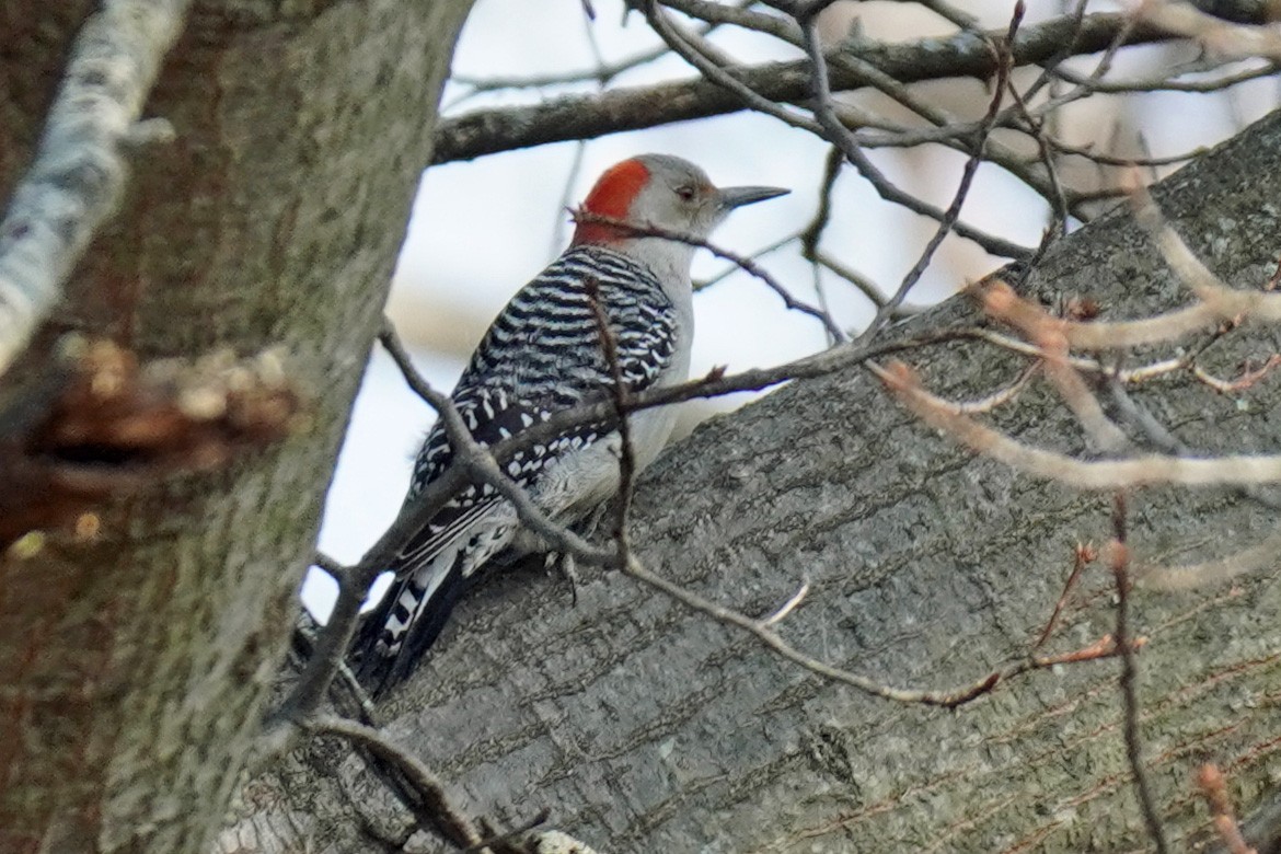 Red-bellied Woodpecker - ML522716431