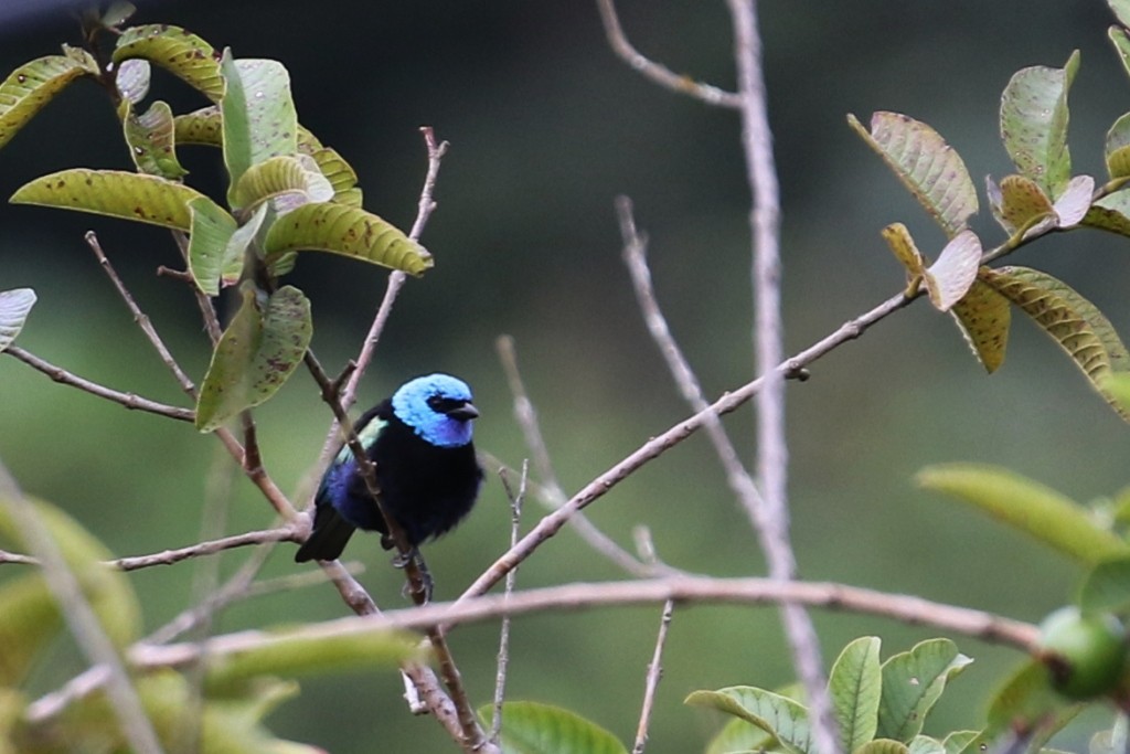 Blue-necked Tanager - ML52271821